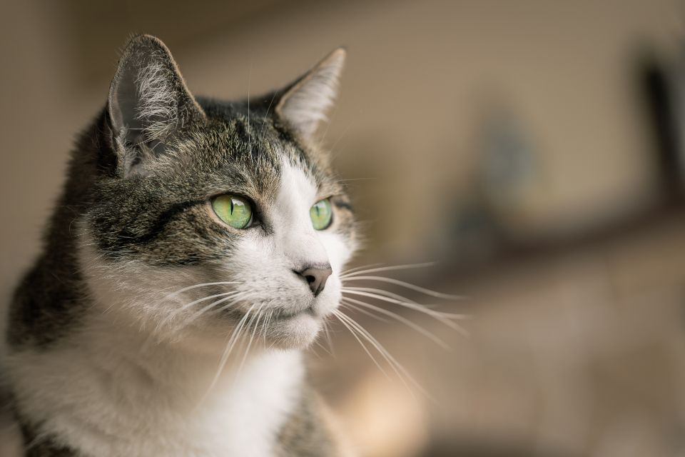 Zwei Katzen aneinander gewöhnen
